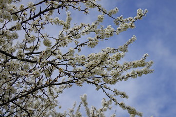 blooming plum tree