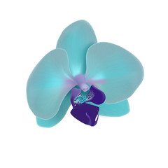 Fototapeta na wymiar orchid, phalaenopsis, realistic vector illustration