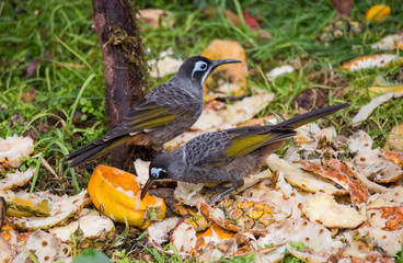 Beautiful Bird-of-paradise of New Guinea with long tail and beak aeting tropical fruit