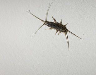 Photo of the Latin name Lepisma saccharina insect taken on white wall. Macro shotting.