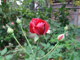 red rose flower