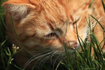rudy  kociak  leży  w  trawie - obrazy, fototapety, plakaty