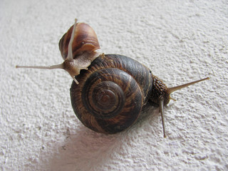 Snails. Grape snails on the wall
