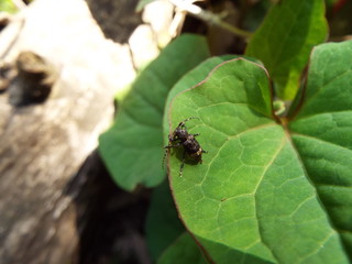 アトジロサビカミキリ longhorn beetle