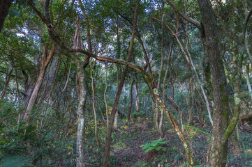 Fototapeta premium Into the Rain Forest on the Central Coast