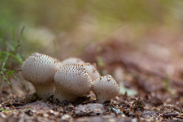 close up of a mushrooms