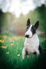 Bull terrier old dog posing in green background. Happy dog in kennel. Bullterrier outside. Old and healthy dog.