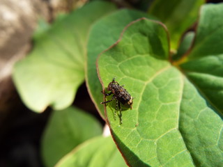 アトジロサビカミキリ longhorn beetle