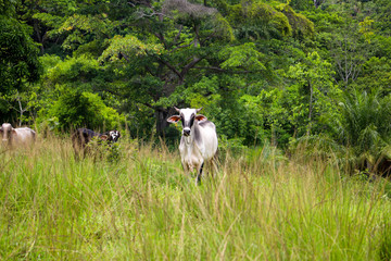 Cow in Brazil Field