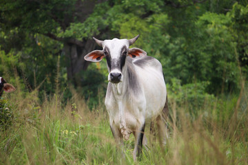 Cow in Brazil