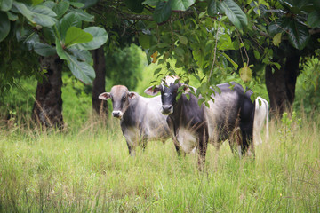 Cows in Brazil