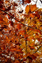 autumn leaves background