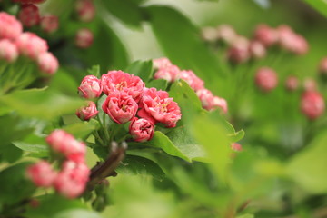 czerwone  małe  kwiaty  wśród  liści © Mirosaw