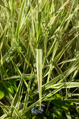 Fototapeta na wymiar Striped green grass Variegated Sedge 'Ice Dance' (Carex morrowii, foliosissima) with dew drops. Decorative long grass, evergreen sedge with white and green striped foliage.