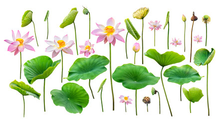 lotus and leaf isolated on white background with clipping path
