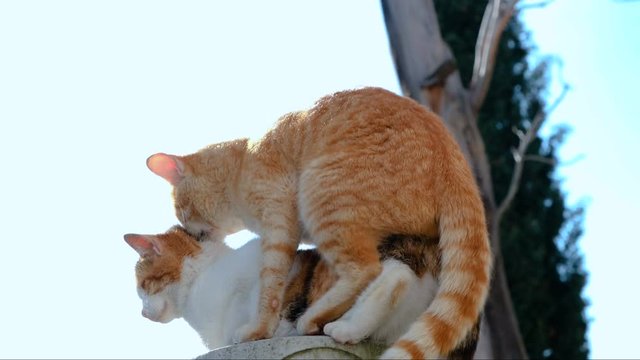 Two mating domestic cats. Outdoors, 4k footage.