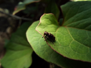 アトジロサビカミキリ longhorn beetle