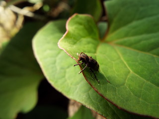 アトジロサビカミキリ longhorn beetle