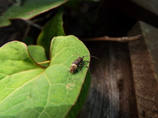 アトジロサビカミキリ longhorn beetle