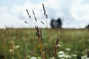  Close-up of a plant in a field