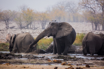 Large herd of elephants drinking water and taking mud baths in waterhole with gently touching each other with huge trunks. Africa. Namibia. Etosha national park.