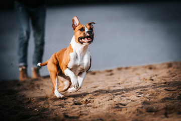 American staffordshire terrier in action. Power of dog. Super fit and strong amstaff.	