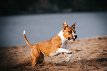 American staffordshire terrier in action. Power of dog. Super fit and strong amstaff.	