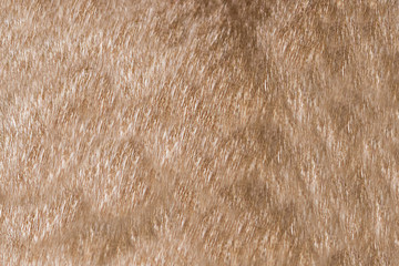 the texture of the cat's fur is chestnut and beige color