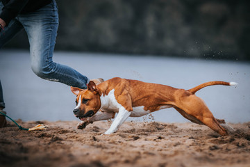 American staffordshire terrier in action. Power of dog. Super fit and strong amstaff. Dog high jump...