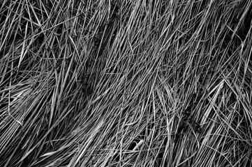 background of a aged dry straw withered heap of grass. toned black white color