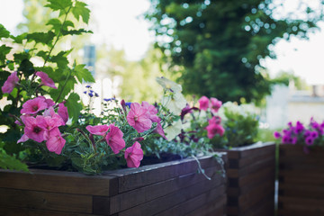petunia in wooden container flower pot outside, outdoors planting landscaping, vertical stock photo image background