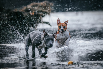 American staffordshire terrier in action. Power of dog. Super fit and strong amstaff.	
