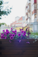 Fototapeta na wymiar pink petunia in wooden container flower pot outside, outdoors planting landscaping, vertical stock photo image background