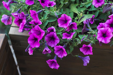 pink petunia in wooden container flower pot outside, outdoors planting landscaping, vertical stock photo image background