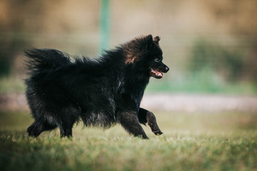 Black pomeranian girl outside in autumn.	