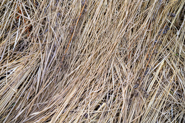 background of a aged dry straw withered heap of grass