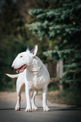 Obraz na płótnie Canvas Bull terrier show dog posing. Dog portrait outside.