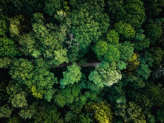 Naklejka premium Aerial view of a bike trail in the city forest Eilenriede in Hannover, Germany.