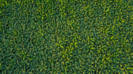 Aerial top view of banana field