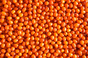 sea buckthorn harvest ripe wild berry as background