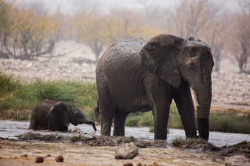 Fototapeta premium Large herd of elephants drinking water and taking mud baths in waterhole with gently touching each other with huge trunks. Africa. Namibia. Etosha national park.