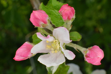 Fototapeta kwiat jabłoni obraz