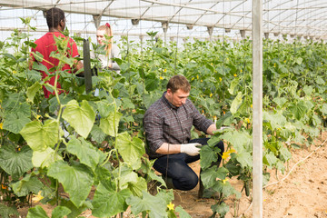 International farmer team harvesting cucumbers