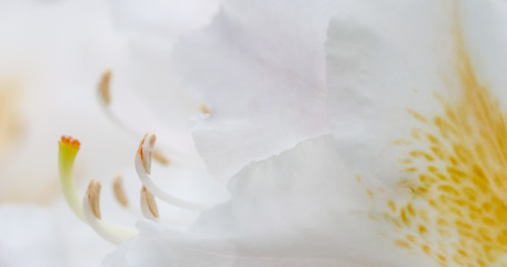 Plakat Soft focus, abstract floral background, white Rhododendron flower petals. Macro flowers backdrop for holiday brand design