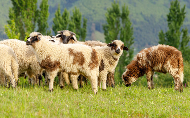 Beautiful spring lambs grazing on field