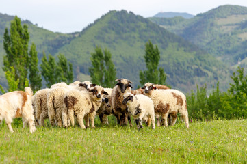 Obraz premium Beautiful spring lambs grazing on field