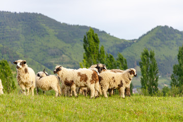 Obraz premium Beautiful spring lambs grazing on field
