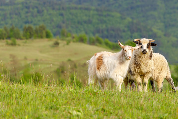 Obraz premium Beautiful spring lambs grazing on field