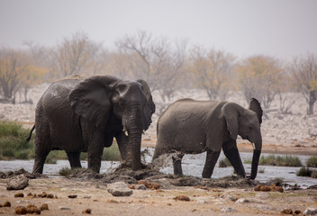 Fototapeta na wymiar Large herd of elephants drinking water and taking mud baths in waterhole with gently touching each other with huge trunks. Africa. Namibia. Etosha national park.