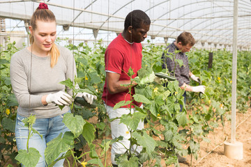 Several farmers harvest cucumbers